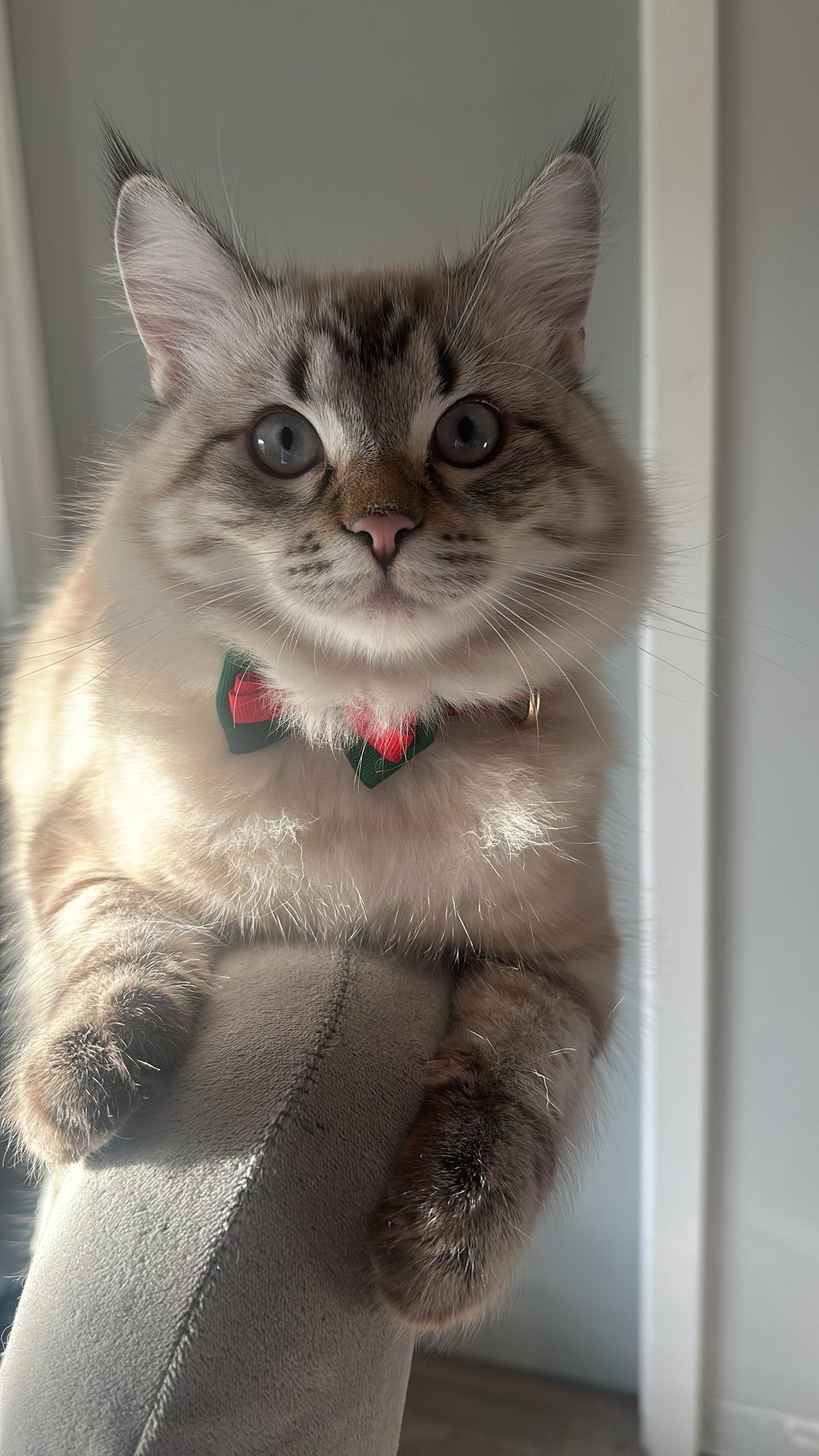 Thor testing the automatic litter box setup at ChocoVanillaFurries