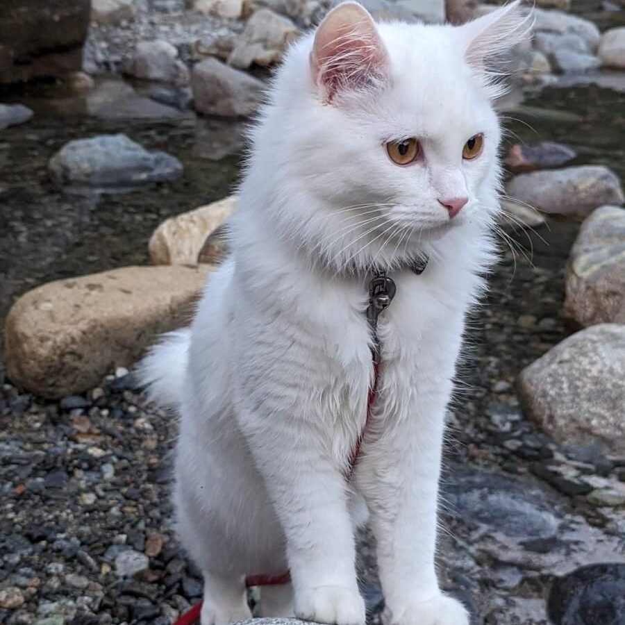 Rum, our cat tree patriarch at ChocoVanillaFurries